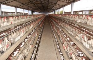 Broiler Chicken: ‘40,000 farmers, 500,000 workers’ livelihood issue’ – Edappadi speaks out