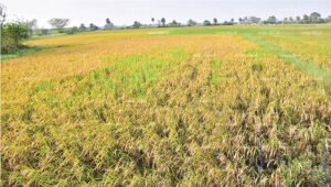 Vikatan Signature Campaign: IAS Machendranathan, release the report on the Parandur airport project!