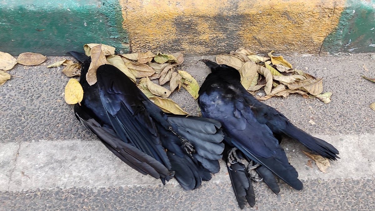 பறவைக் காய்ச்சல்