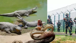 Ongoing infiltration at the Bangladesh border; border security forces to use snakes and lizards