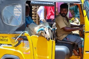 Bakrid: ‘No buyers… no way to sell’ – The livelihood of livestock farmers in crisis!?