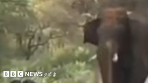 Video: Elephant tries to attack a person who came on a bike