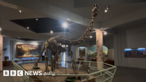 “Dinosaurs that walked one after another” – what do the footprints discovered in Telangana indicate?