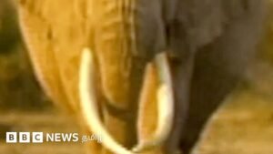 Video: A single female elephant that has seen four generations