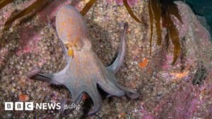 ‘Sales of around Rs. 6 crore in a single day’ – Why did the number of octopuses suddenly increase in this sea?