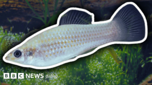‘There are no male fish’ – Why does this female fish species, which has been living for 100,000 years, surprise scientists?