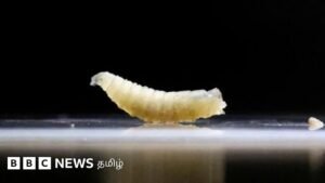 Threat of flesh-eating worm in America – government deploys millions of ‘sterile’ flies