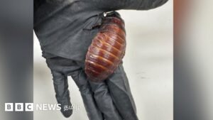 Cockroaches as big as a palm – how were these worth Rs. 1.36 crore caught?