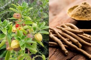 Ashwagandha, rich in medicinal properties! Lakhs in profit in just six months…..