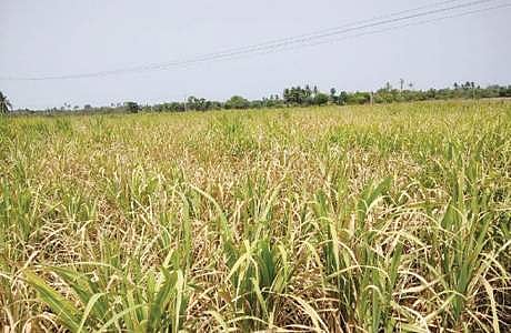 No agricultural loan waiver scheme: Minister informs Parliament