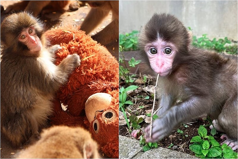 The viral monkey's first birthday! Congratulations are pouring in by the thousands!