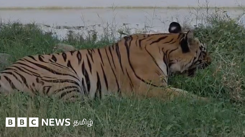 'Will the tiger eat grass?' – What are the viral video and the scientific facts?