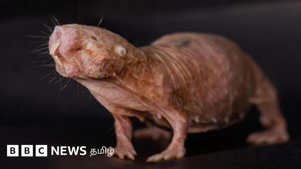 How does the queen rat prevent the other female rats in the group from becoming pregnant? New findings from a study
