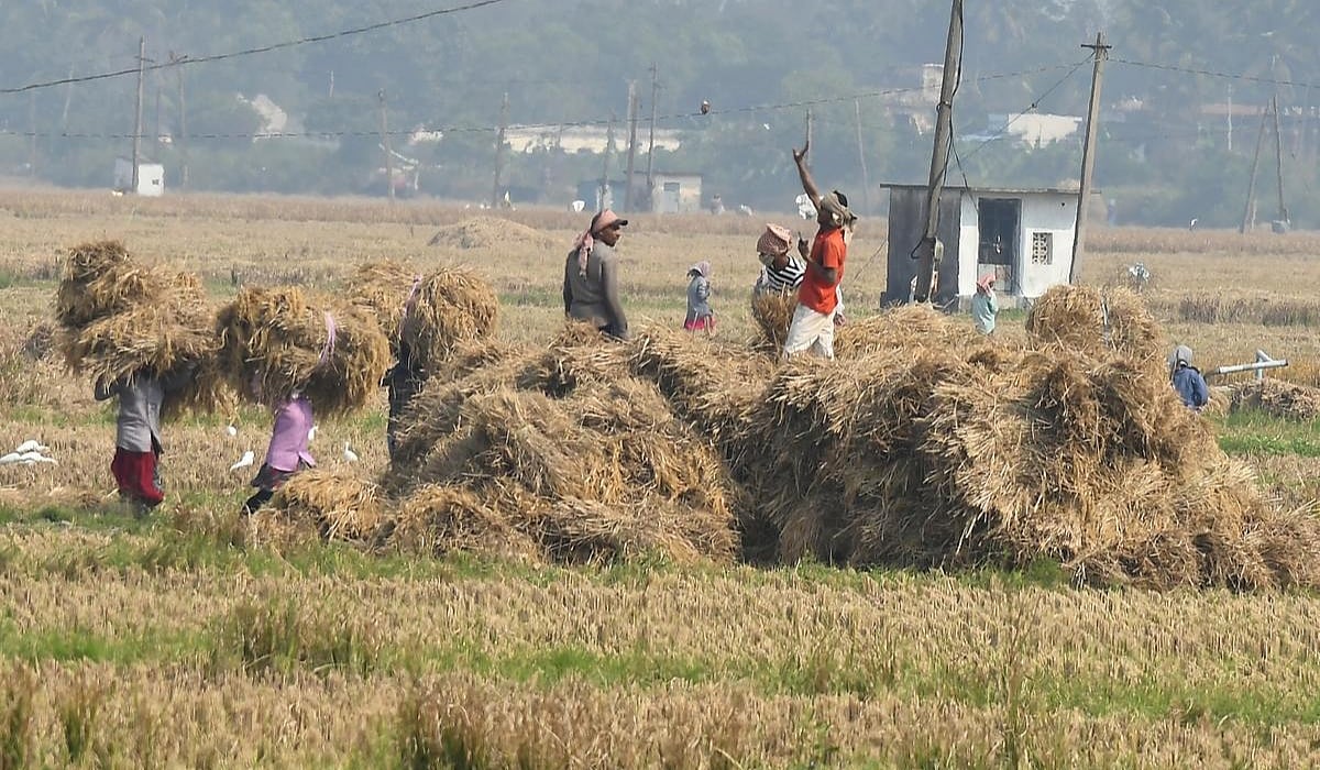 Announcement soon on the increase in procurement prices for paddy and sugarcane: Agriculture Department Secretary P. Shankar says