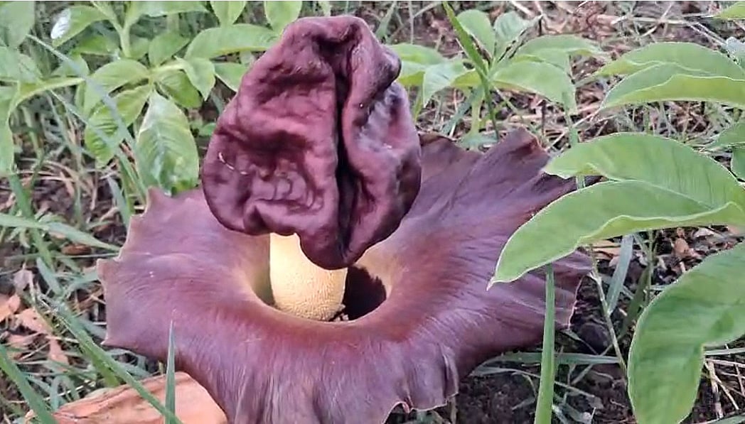 A yam flower bloomed in Nellai! People are amazed!!