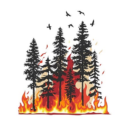 Forest fire in Indonesia: 148 acres of land destroyed