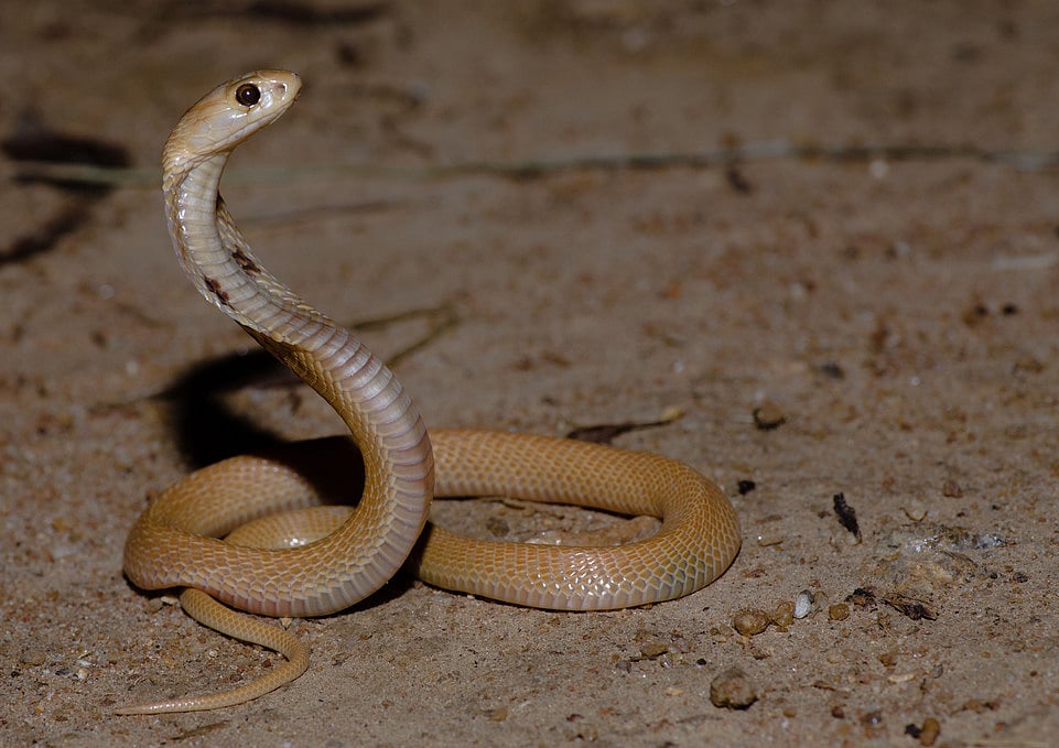 If you dream of being chased by a snake? 5 common dreams and their meanings!