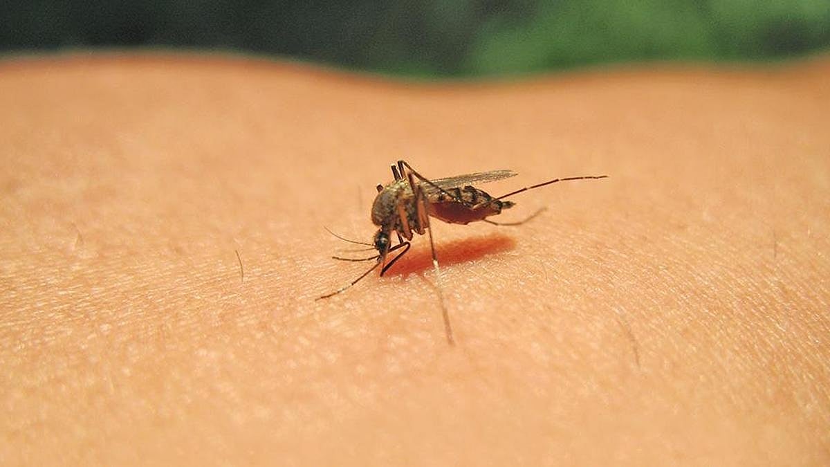 Dengue fever intensifies in Tamil Nadu - Anna University student death?