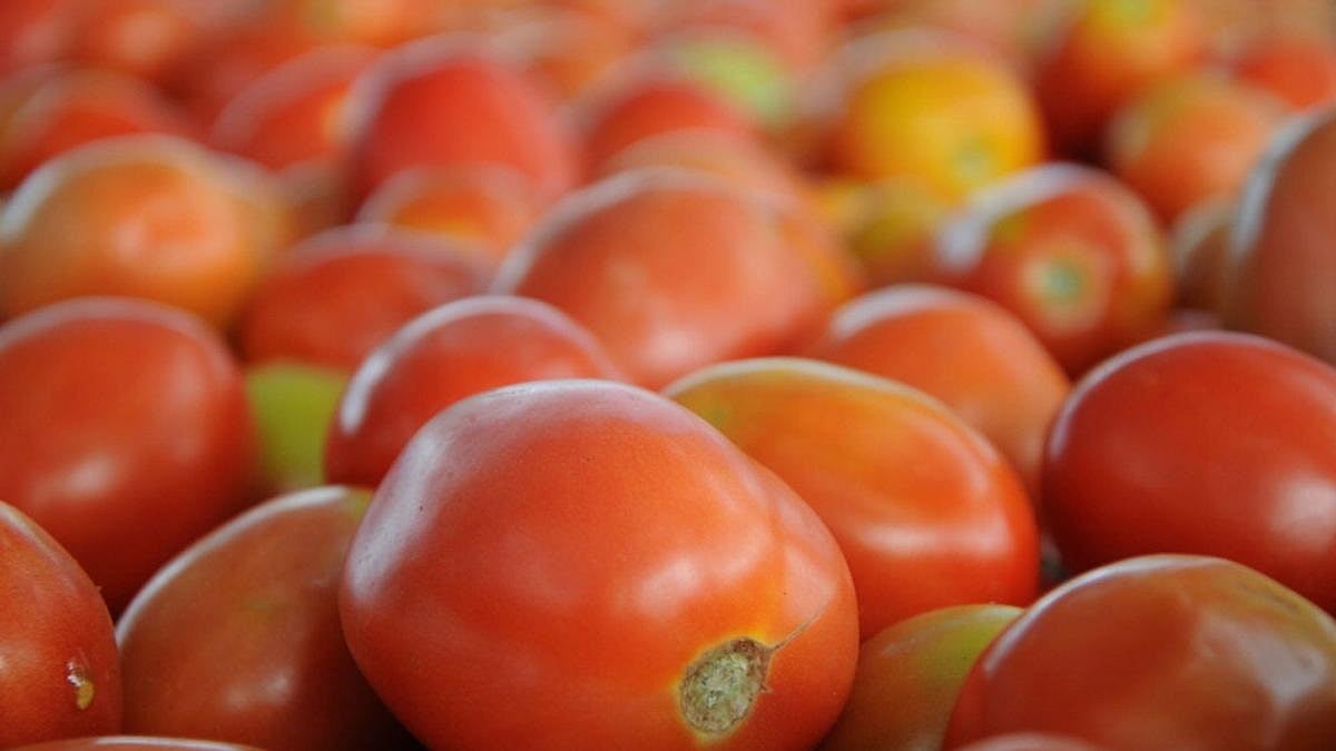 Tomato price rises to Rs. 65 per kg: Cultivation affected due to reduced southwest monsoon rainfall