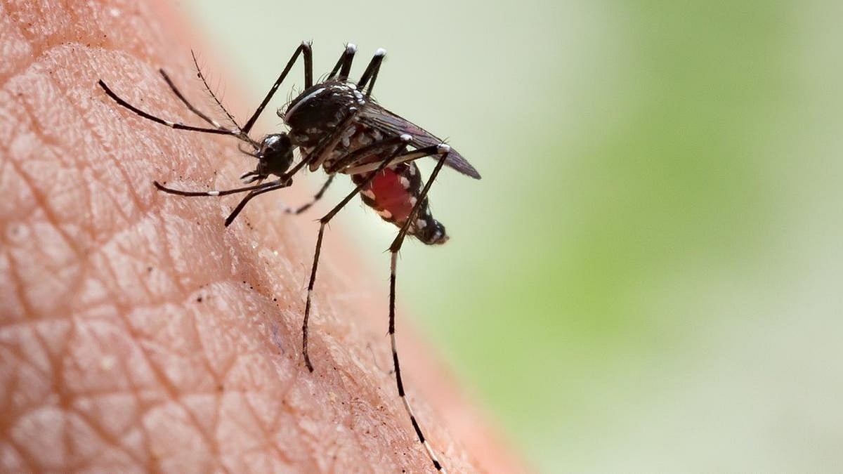 Dengue fever cases in Chengalpattu increase 4.8-fold: 98 affected in August, 469 affected in September