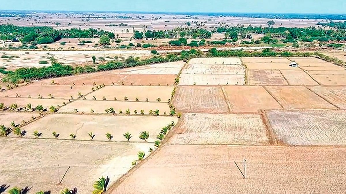Abandoned Kuruvai... Will Samba turn into a dream? - Delta farmers worry