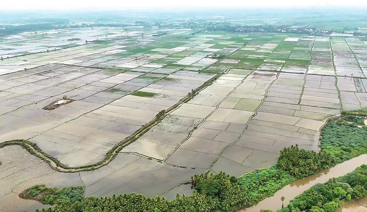 6,000 acres of paddy crop submerged in rainwater in delta districts