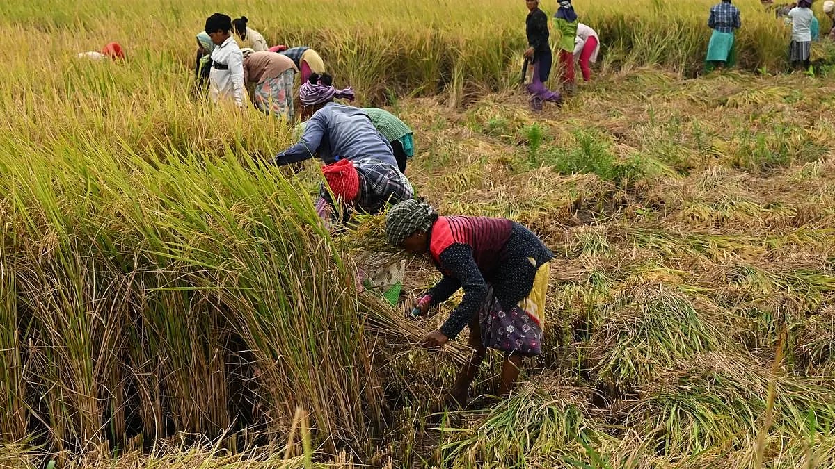 In Tamil Nadu, 238,000 farmers are facing difficulties in obtaining loan waivers