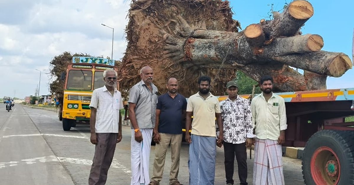 Banyan trees that had become fuelwood; kind-hearted people who brought them by truck over 200 km and gave them life!
